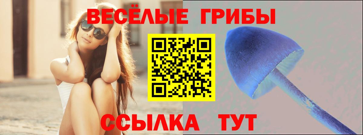 Псилоцибиновые грибы Psilocybine cubensis Гуково
